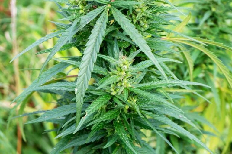 Cbd-oil