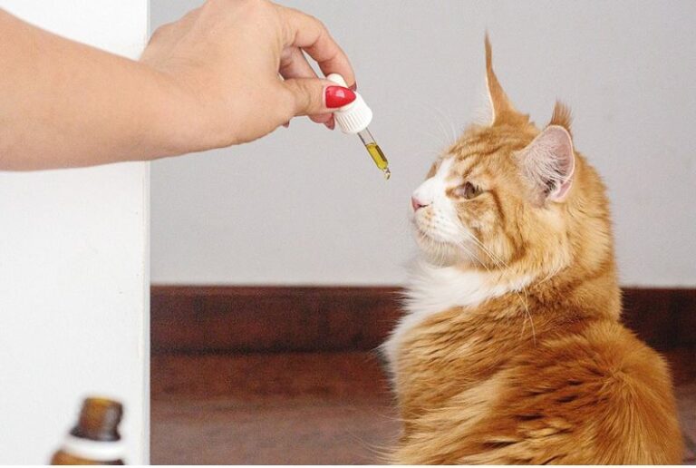 Consider these when Choosing CBD Oil for Pets