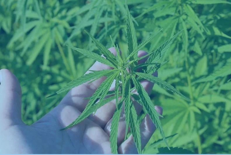 cbd