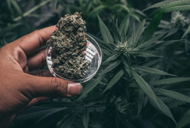 weed-dispensary