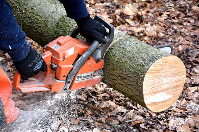Tree Removal- Get to Know the Things Determining the Cost of Services