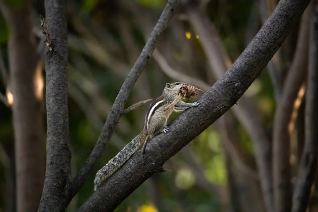 The-Squirrels-Nest