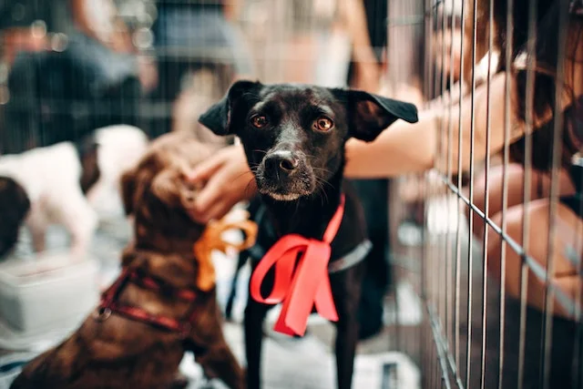 Rescue-Dog