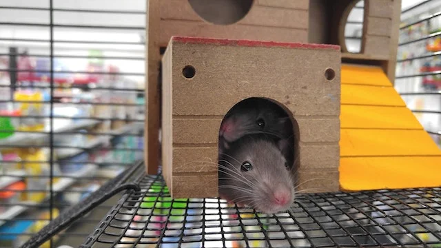 Rodent-Populations