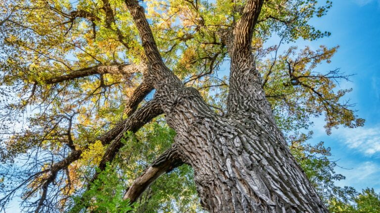 Three Tips for Choosing an Arborist in Elkhorn, NE: Finding the Right Tree Care Professional