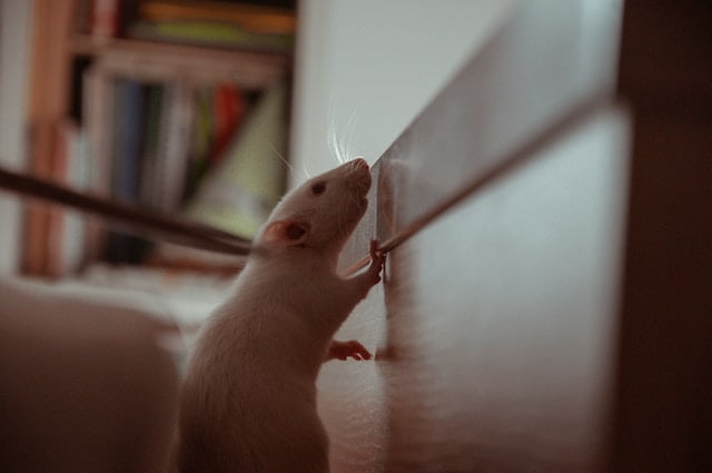 London Homes: The Ultimate Rat Removal Guide