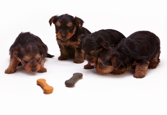 Pet-Detectives