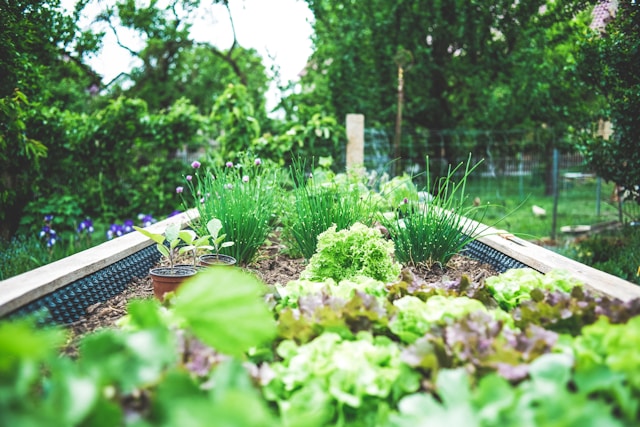 Your-Garden